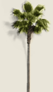 palm tree